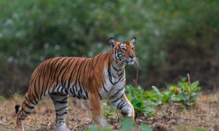 Angels Nest Home Stay 2 Acra Private Plantation Mountain Area Balconey Sunrice View Nearby Ngarhole Wild Life , Tholpetty Wild Life , Pakshipathalam Bird Santuary , Kuruva Island # Thirunelly & Thrissilery Temple Near By Secure Stay Wayanad Kerala Chegāt Exterior foto