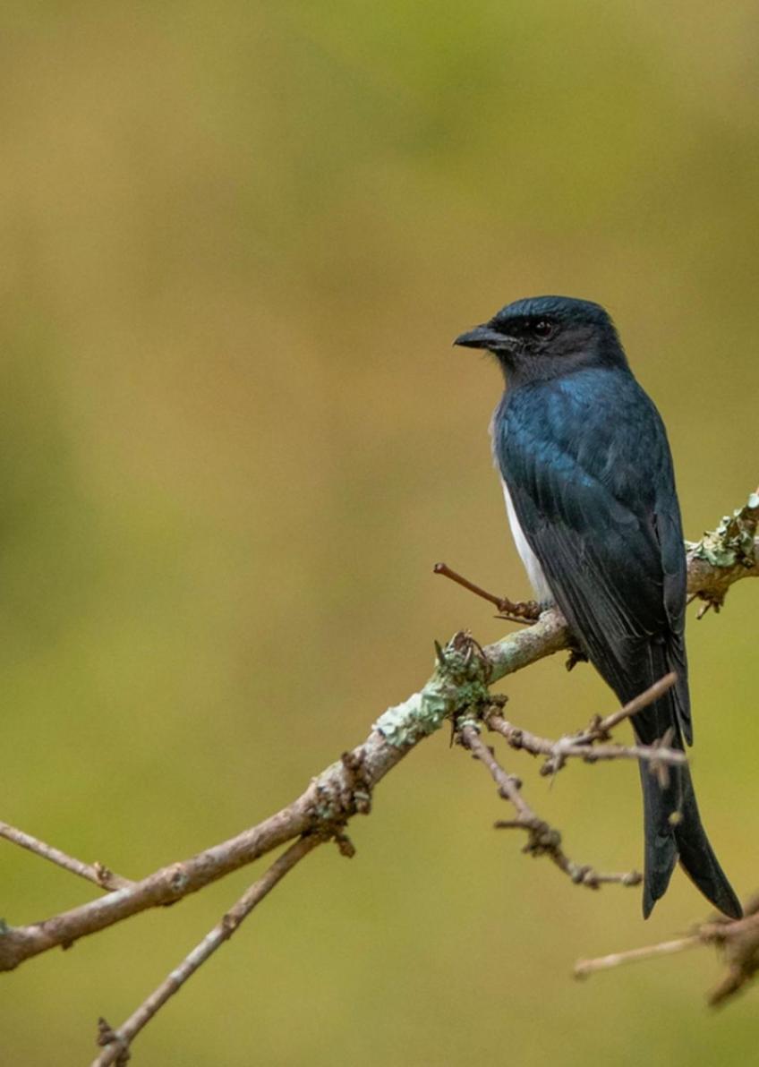 Angels Nest Home Stay 2 Acra Private Plantation Mountain Area Balconey Sunrice View Nearby Ngarhole Wild Life , Tholpetty Wild Life , Pakshipathalam Bird Santuary , Kuruva Island # Thirunelly & Thrissilery Temple Near By Secure Stay Wayanad Kerala Chegāt Exterior foto