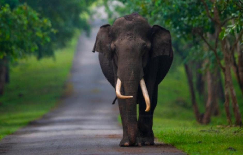 Angels Nest Home Stay 2 Acra Private Plantation Mountain Area Balconey Sunrice View Nearby Ngarhole Wild Life , Tholpetty Wild Life , Pakshipathalam Bird Santuary , Kuruva Island # Thirunelly & Thrissilery Temple Near By Secure Stay Wayanad Kerala Chegāt Exterior foto