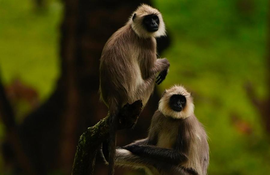 Angels Nest Home Stay 2 Acra Private Plantation Mountain Area Balconey Sunrice View Nearby Ngarhole Wild Life , Tholpetty Wild Life , Pakshipathalam Bird Santuary , Kuruva Island # Thirunelly & Thrissilery Temple Near By Secure Stay Wayanad Kerala Chegāt Exterior foto